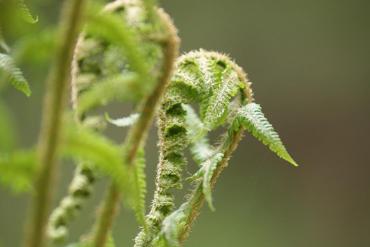 Alpine Kräuterkunde