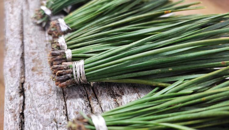 Nebenfach: Blumen &ndash; Wegbegleiter durch das Jahr