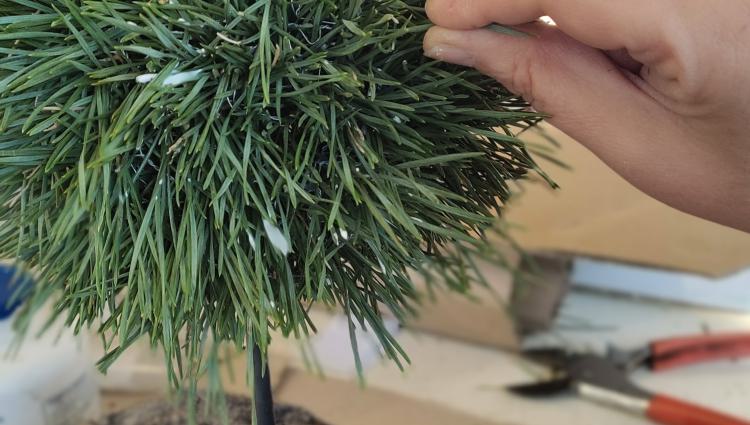 Nebenfach: Blumen &ndash; Wegbegleiter durch das Jahr